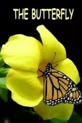 The Butterfly: A science based children's book depicting the life cycle of a butterfly.