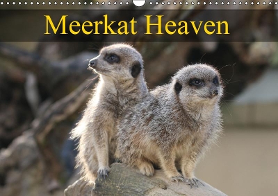 Meerkat Heaven 2019: Meerkats basking in the morning sunshine