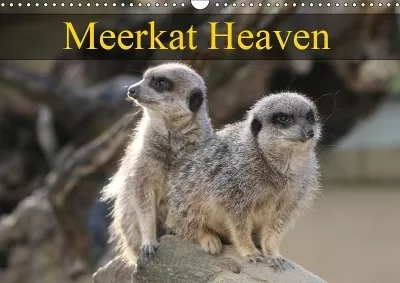 Meerkat Heaven 2019: Meerkats basking in the morning sunshine