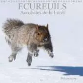 Ecureuils. Acrobates de la Foret: Les Ecureuils du Quebec au Fil des Quatre Saisons.