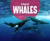 A Pod of Whales