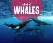 A Pod of Whales
