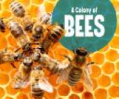 A Colony of Bees