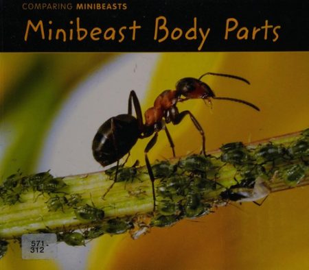 Minibeast Body Parts
