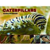 Caterpillars