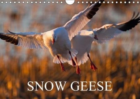 Snow Geese 2018: 14 Photos of an Emblematic Bird of Northern Canada.