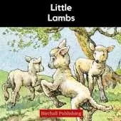 Little Lambs