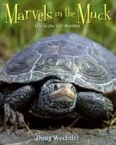 Marvels in the Muck: Life in the Salt Marshes