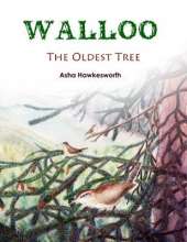 Walloo: The Oldest Tree