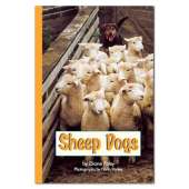 RAINBOW READING SHEEP DOGS - B