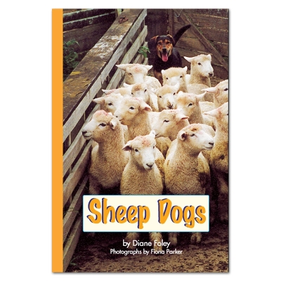 RAINBOW READING SHEEP DOGS - B