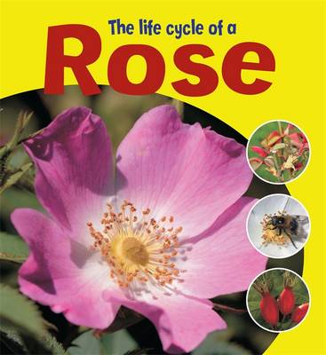 Learning About Life Cycles: The Life Cycle of a Rose