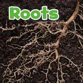 Roots