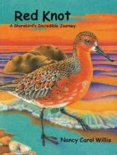 Red Knot: A Shorebird's Incredible Journey