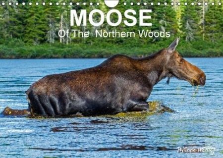 Moose of the Northern Woods 2018: Let's Follow the Moose of Quebec Northern Woods. Philippe Henry Presents 13 Photos of This Silent Giant.