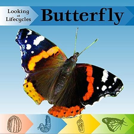 Looking at Lifecycles: Butterfly