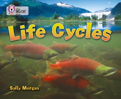 Life Cycles: Band 16/Sapphire