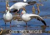 Oies des Neiges 2017: Embleme du Grand Nord Canadien
