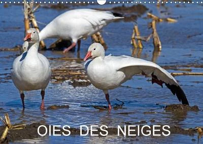 Oies des Neiges 2017: Embleme du Grand Nord Canadien