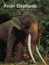 Asian Elephants Australian edition