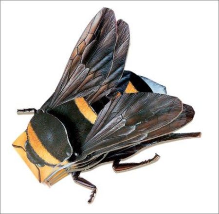 Bumble Bee