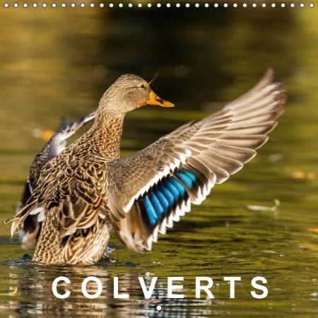 Colverts 2018: 13 Portraits Colores De Canards Colverts.