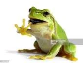 The Life Cycle of the Frog
