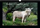 Donkeys - forgotten pets 2020: Donkeys are everyone's favorite
