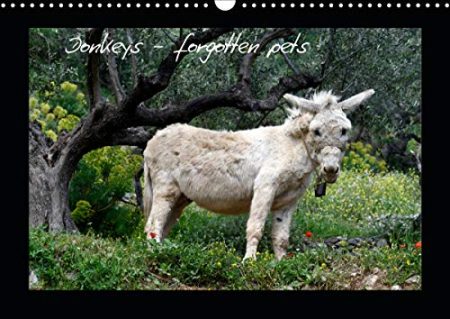 Donkeys - forgotten pets 2020: Donkeys are everyone's favorite