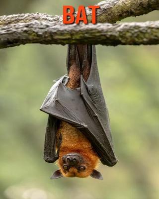 Bat: Beautiful Pictures & Interesting Facts Children Book About Bat