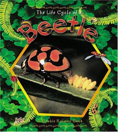 The Life Cycle of the Beetle