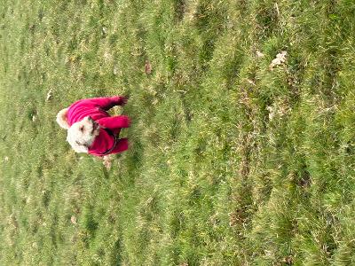 The Dog in the Pink Coat JN test
