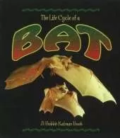 The Life Cycle of the Bat