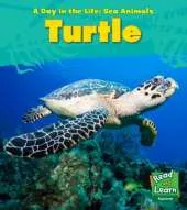 Sea Turtle