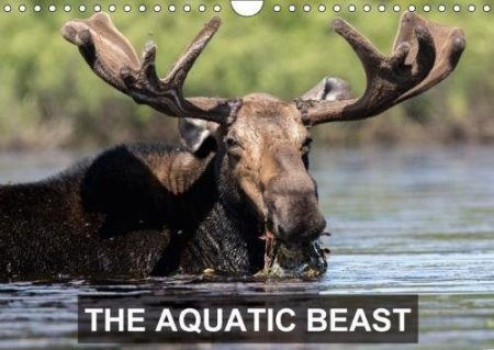 THE Aquatic Beast 2018: Moose in Their Favorite Lakes