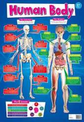 The Human Body