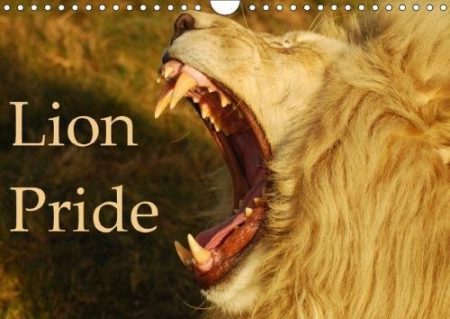 Lion Pride 2018: Captured Moments of Wild Lions in South Africa.