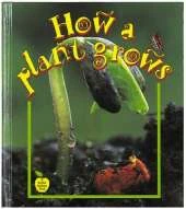 How A Plant Grows