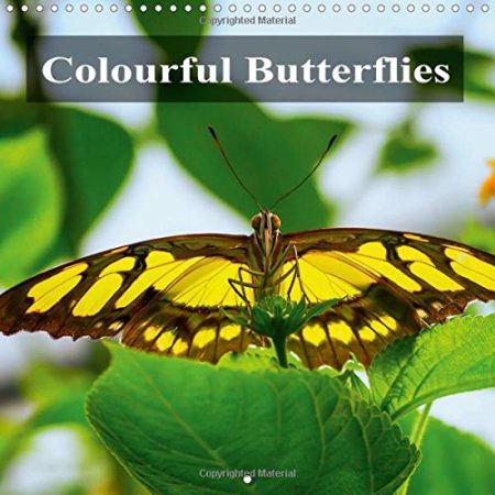 Colourful Butterflies 2018: Colourful Butterflies, Different Species in Detail.