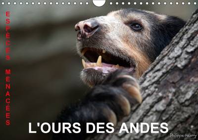 L'Ours des Andes. Especes Menacees 2017: Sur la Piste de l'Ours des Andes, dans les Hautes Montagnes de l'Equateur