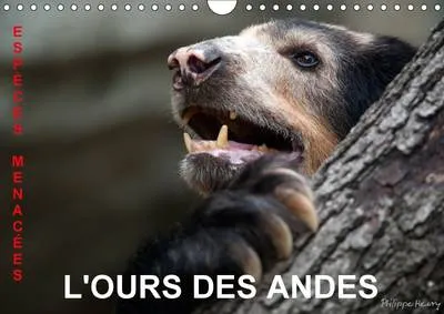 L'Ours des Andes. Especes Menacees 2017: Sur la Piste de l'Ours des Andes, dans les Hautes Montagnes de l'Equateur