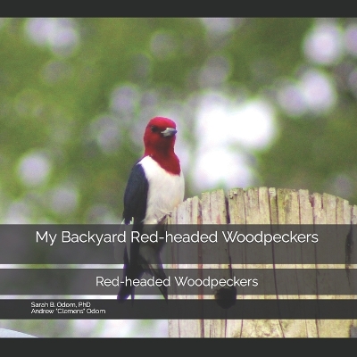 My Backyard Red-headed Woodpeckers: Red-headed Woodpeckers