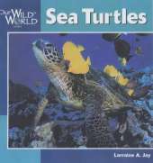 Sea Turtles