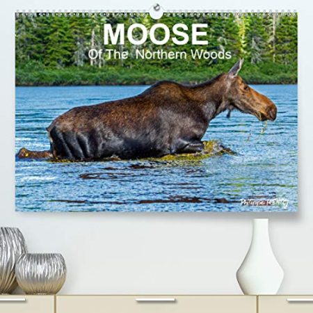 MOOSE Of The Northern Woods 2020: Let's follow the moose of Quebec northern woods. Philippe Henry presents 13 photos of this silent giant.
