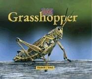 Grasshopper