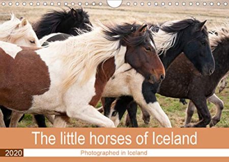 The little horses of Iceland 2020: Different pictures of Icelandic horses