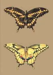Carnet Blanc, Papillons Cresphontes