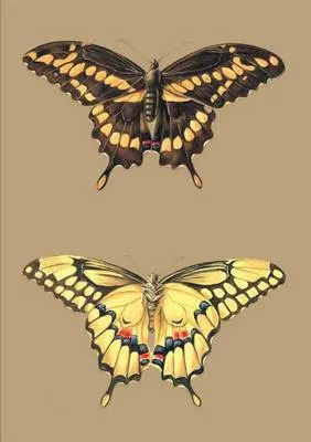 Carnet Blanc, Papillons Cresphontes