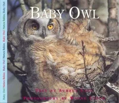 Baby Owl