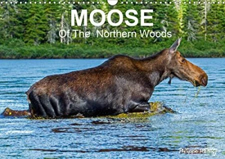 MOOSE Of The Northern Woods 2020: Let's follow the moose of Quebec northern woods. Philippe Henry presents 13 photos of this silent giant.